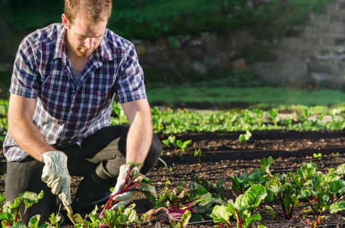 A man with red hair and a beard, dressed in a checkered shirt and dark pants, is kneeling in a garden patch in Ealing. He is wearing gardening gloves and appears to be harvesting or tending to leafy green vegetables, such as beetroot or chard, which are growing in well-maintained, dark soil beds. The garden features rows of neatly planted crops with visible green leaves, and the background shows a lush, leafy outdoor environment with natural sunlight illuminating the scene. The overall setting suggests a productive, landscaped vegetable garden, highlighting lawn care, plant cultivation, and outdoor maintenance services offered by Landscapers Ealing, with an emphasis on natural, healthy garden environments suitable for local residential outdoor spaces.