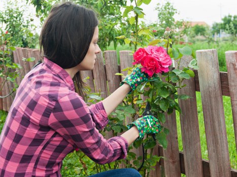 A woman wearing a pink and black checkered shirt and gardening gloves is tending to a vibrant pink rose bush in a backyard garden. She is carefully pruning or inspecting the plant, which is situated along a wooden fence made of vertical slats. The garden features a well-maintained lawn in the foreground, with lush green grass that appears dense and healthy. Behind the woman, the background includes other foliage, such as leafy shrubs and trees, creating a natural and enclosed outdoor environment. The scene is set in daylight with natural lighting, suggesting a calm and bright weather condition. This outdoor space showcases features common in residential gardens within Ealing, highlighting garden maintenance practices and plant care, aligning with services offered by Landscapers Ealing in the gardening sector. The overall setting emphasizes a lush, peaceful backyard suitable for outdoor gardening activities and landscape enhancement projects.