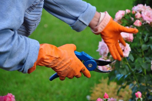 A gardener wearing orange gardening gloves and a light blue long-sleeve shirt is pruning a dense shrub with pink flowers using a pair of blue-handled pruning shears. The shrub is situated in a well-maintained garden area with a lush green lawn in the background. The garden features a variety of flowering plants and neatly trimmed hedges, typical of outdoor landscaping in Ealing, West London. The scene is lit by natural daylight, suggesting a mild, clear weather day suitable for gardening work. The image emphasizes careful pruning and garden maintenance, showcasing the type of services offered by Landscapers Ealing within the broader context of lawn and garden care.