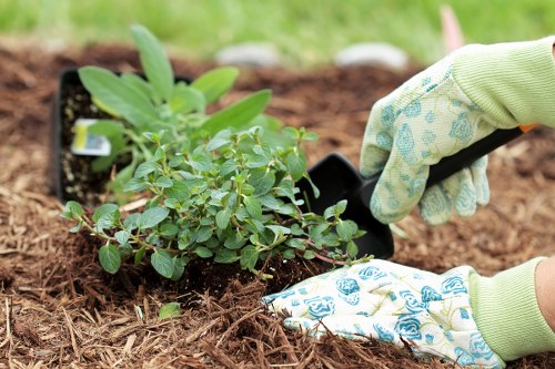 A close-up of a gardener's hands wearing light green gardening gloves with a blue floral pattern, planting a small, leafy shrub into dark, moist soil in a well-kept garden. The shrub has vibrant green leaves and is positioned near a wooden border that separates the planting bed from a lush, green grassy lawn. The background features a neatly maintained outdoor space with a mix of soil and mulch beds, possibly part of a landscaped backyard or front garden in Ealing. The scene highlights detailed textures of the soil, the plant, and the gloves, emphasizing careful planting work typical of gardening and landscaping services offered by Landscapers Ealing. Natural daylight illuminates the scene, suggesting a clear day suitable for outdoor garden maintenance, connecting visually to professional garden planting and lawn care services available locally in the area.