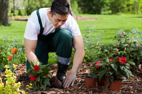 A gardener in a white T-shirt and dark green overalls is kneeling on a mulched garden bed in a well-maintained outdoor space in Ealing, surrounded by vibrant flowering plants and lush greenery. The gardener is carefully tending to potted poinsettias with red and green foliage, positioning their hands towards the soil and plants. In the background, there is a neatly trimmed lawn bordered by flower beds and natural trees, indicating a spacious residential garden with a combination of cultivated and natural landscape elements. The scene is illuminated by natural daylight, suggesting mild weather conditions suitable for gardening activities. The overall environment reflects a professionally maintained outdoor space, characteristic of gardening services offered by companies like Landscapers Ealing, with emphasis on landscape design, plant care, and lawn maintenance.