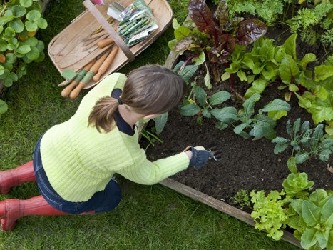 A woman wearing a yellow-green sweater, blue jeans, and red rubber boots is kneeling on a well-maintained grassy garden area while tending to a vegetable or flower bed bordered by wooden edging. She is planting or inspecting leafy green plants, with her hair tied back in a ponytail. Nearby, there is a wooden tray holding garden tools such as small forks and trowels, suggestive of gardening activities typical of a suburban back garden. The bed contains plants with broad, dark green and reddish leaves, indicating a variety of crops or ornamental plants. The garden environment shows lush, healthy foliage and a neat layout, with flowering or decorative plants visible in the background, creating a vibrant outdoor space. The scene is well-lit with natural daylight, indicating good weather, ideal for gardening work. This outdoor setting, situated in Ealing, reflects careful garden maintenance and planting efforts often undertaken by local gardening professionals like Landscapers Ealing, supporting sustainable and attractive garden renovations within the area.