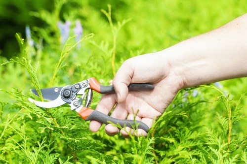 A close-up view of a person's hand using a pair of ergonomic gardening pruning shears to trim a lush green fern in a well-maintained outdoor garden. The garden features a dense, vibrant lawn area with evenly cut grass in the foreground, bordered by a variety of plants including tall, leafy shrubs and flowering plants, some with purple blooms, in the background. The soil around the fern appears healthy and moist, while the surrounding plants exhibit natural green and brown tones, indicating a natural working environment. The lighting suggests a bright, sunny day, ideal for gardening activities, with the scene characteristic of a professional outdoor space in Ealing, where garden maintenance services by Landscapers Ealing might be in progress to enhance landscaped residential gardens. The image emphasizes garden care, plant trimming, and outdoor landscaping suitable for promoting high-quality gardening services in the local area.