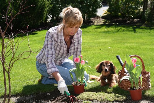 A woman with blonde hair, dressed in a plaid shirt and light blue jeans, is kneeling on a lush green lawn in a garden in Ealing, London, engaged in planting pink and white tulips in a small terracotta pot. Surrounding her are gardening tools, including a trowel, and two potted tulips, one in a wicker basket. A brown and white puppy lies nearby on the grass, observing her actions. The garden features neatly maintained grass, a young, leafless shrub in the foreground, and taller bushes and trees in the background, casting dappled sunlight across the outdoor space. The scene captures a moment of outdoor gardening activity on a clear day, emphasizing a well-kept lawn area ideal for gardening services and outdoor maintenance in the local area, with the garden organized and prepared for plant care.