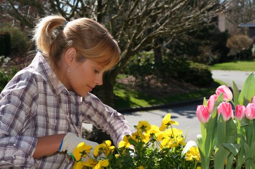 A woman with blonde hair tied back in a ponytail is tending to a flower bed in a front garden during daytime, planting or pruning yellow and pink tulips and other flowering plants. The garden features a landscaped lawn area with lush, green grass, neatly bordered flower beds, and a paved pathway visible in the background. Behind her, a large tree with bare branches and mature shrubs create a natural backdrop, suggesting early spring. The outdoor environment is well-maintained, and the scene benefits from natural daylight, indicating clear weather. The garden showcases a mix of flowering plants and landscaped features typical of residential outdoor spaces in Ealing, London, with a focus on planting and lawn care that reputable gardening services like those from Landscapers Ealing provide.